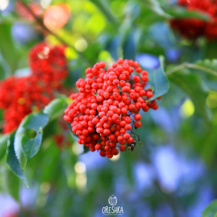 Seeds of Apanese red elder (Sambucus sieboldiana (Miq)) — 30 pcs