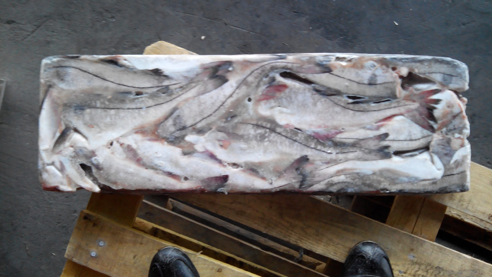 пикша тара 4