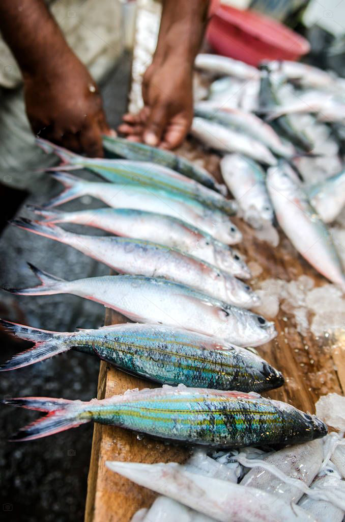 Рыба на шри ланке. Тунец Шри Ланка. Тунец рынок Шри Ланка. Coral Fish Шри Ланка. Рыбы Шри Ланки.