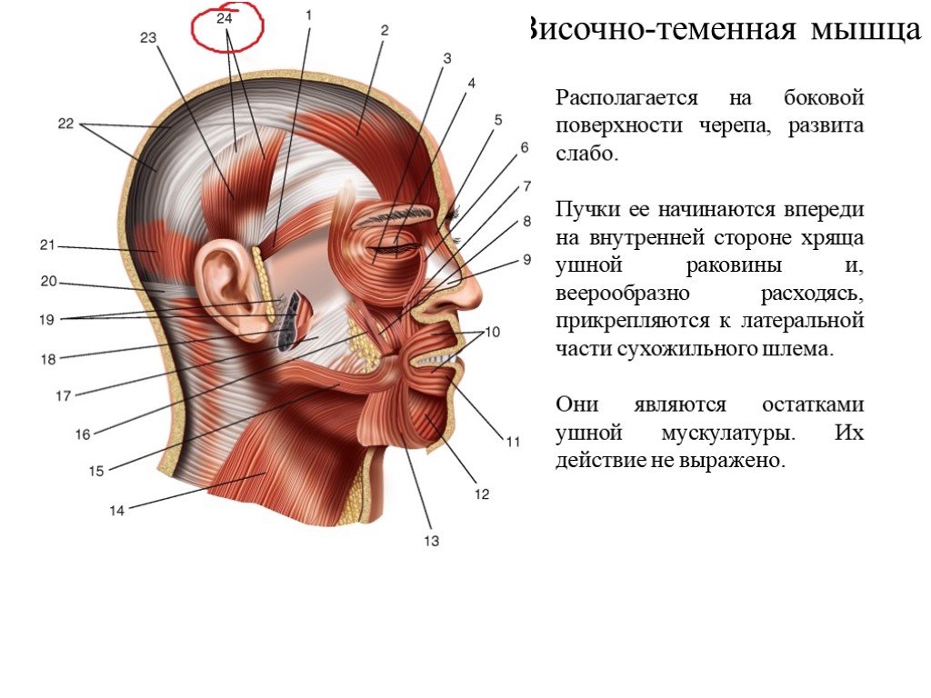 Сухожильный шлем головы