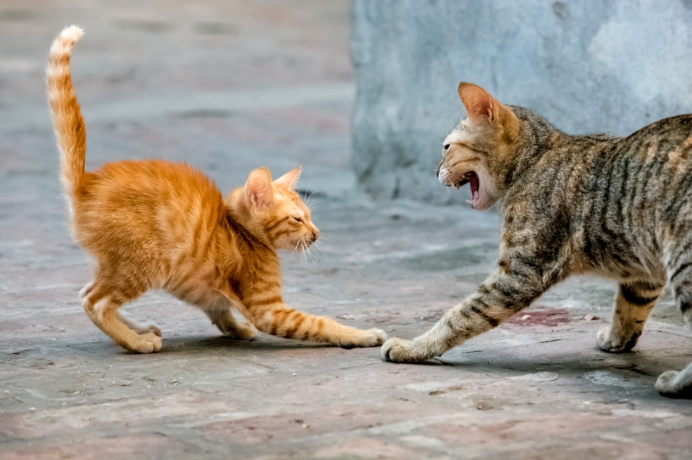 Агрессия у кошки: почему она бывает