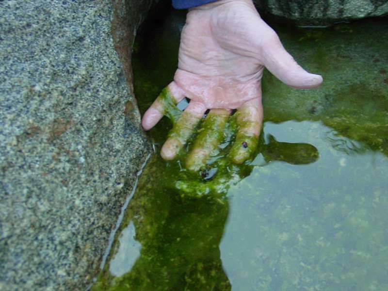 Вода пахнет тиной. Водоросли нитчатка. Цветение воды цианобактерии. Цианобактерии на камнях. Цианобактерии сине-зеленые водоросли.