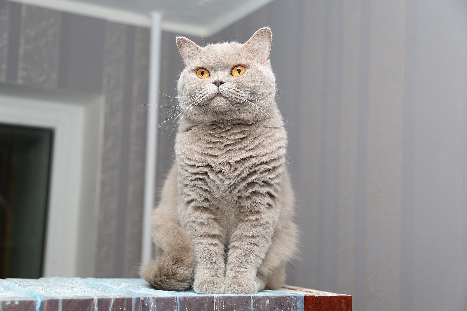 Британская короткошёрстная