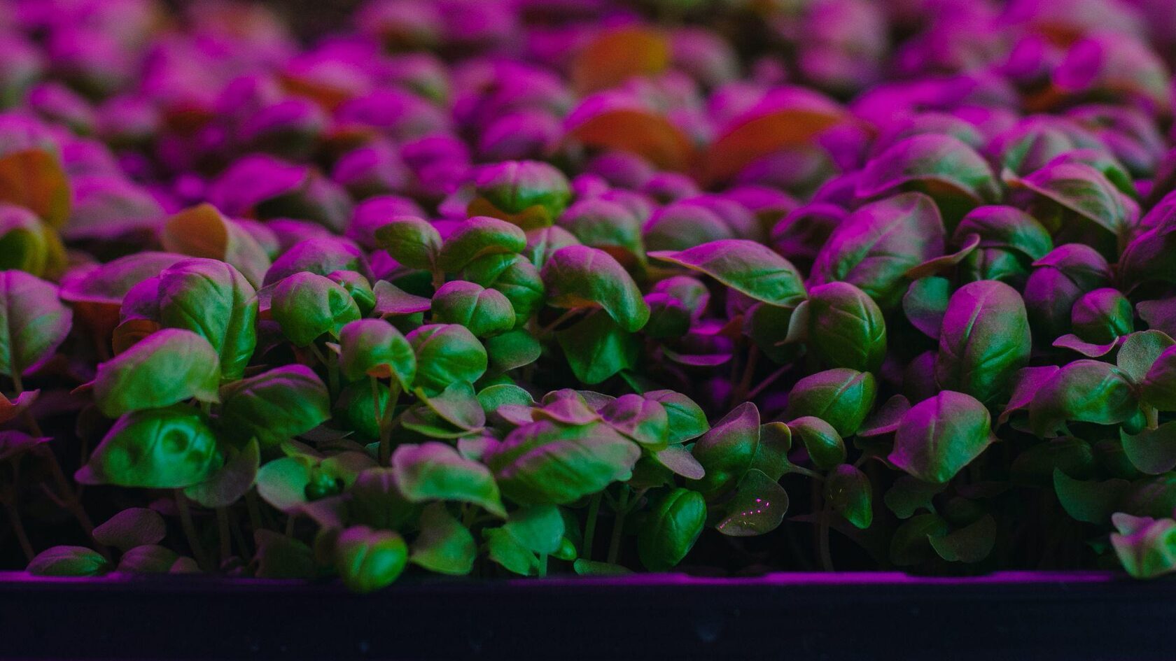 A Vertical Farming Hydroponics Technology to Grow Microgreens at industrial scale