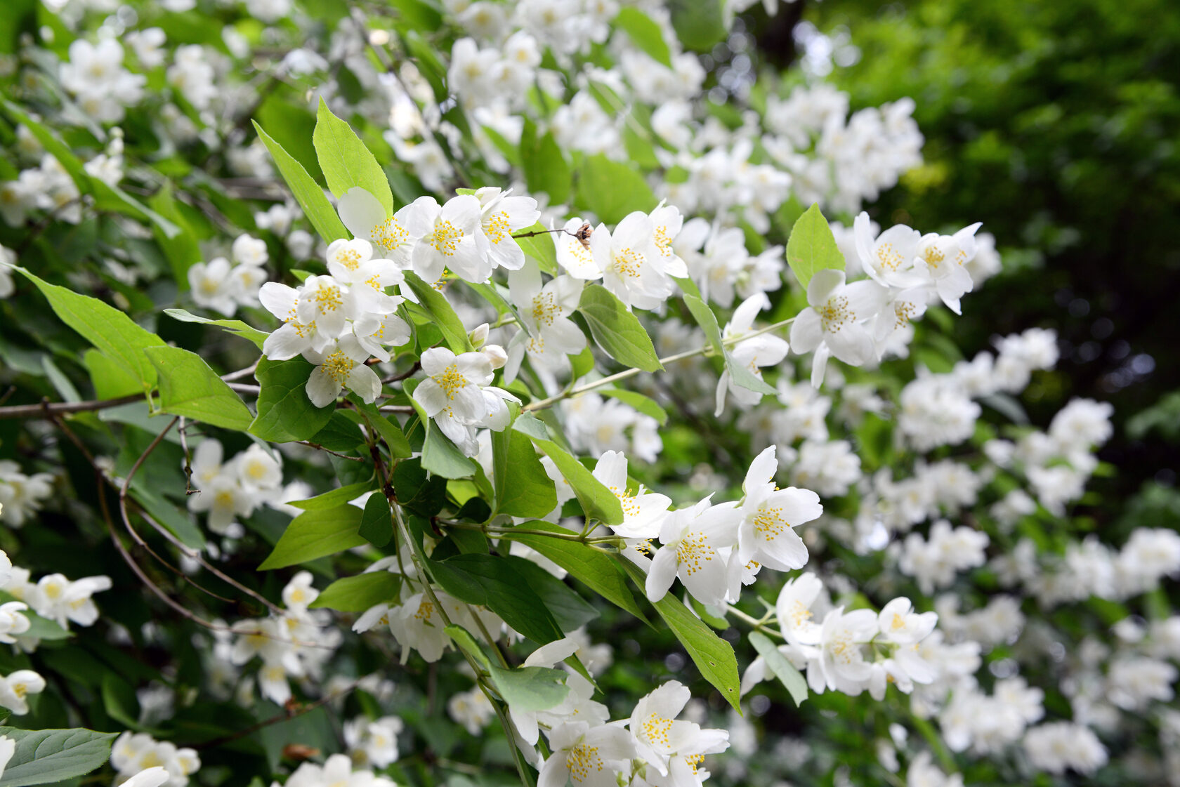 Philadelphus 'Natchez'