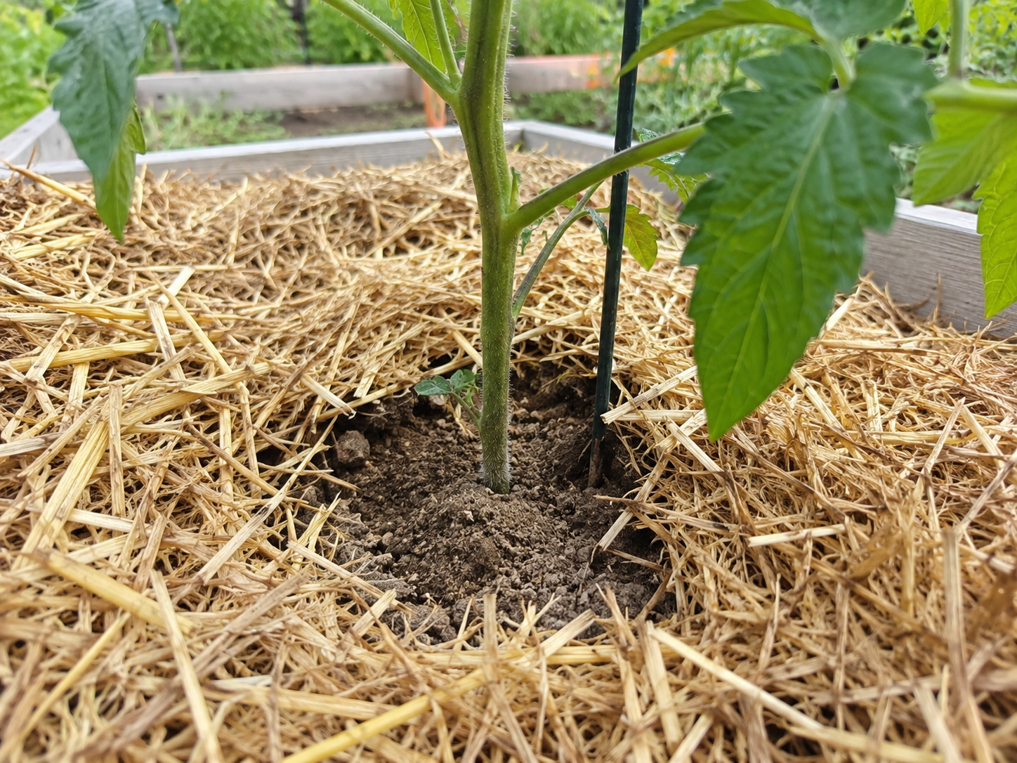 Straw mulch around a tomato stem to keep roots cool during heat