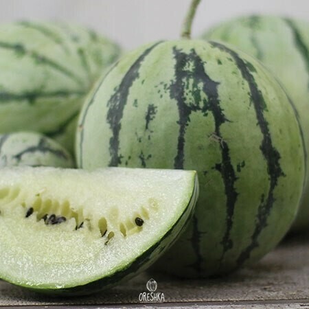 Seeds of Watermelon cream of Saskatchewan (Citrullus lanatus) — 5 pcs