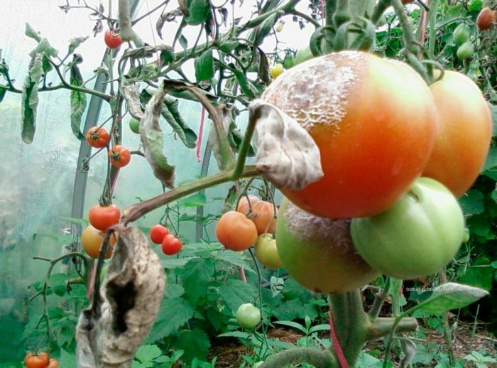 Белая гниль на помидорах