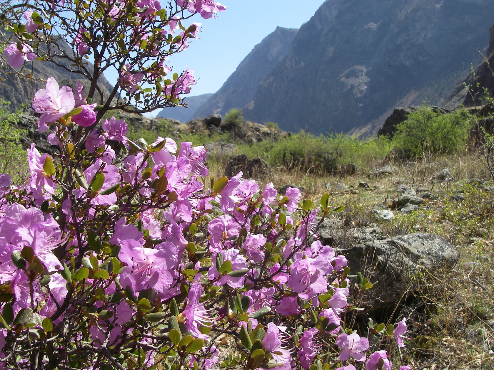 Индивидуальные туры на Алтай от Наталии Путиловой