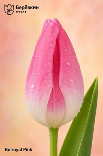 Тюльпан Bolroyal Pink