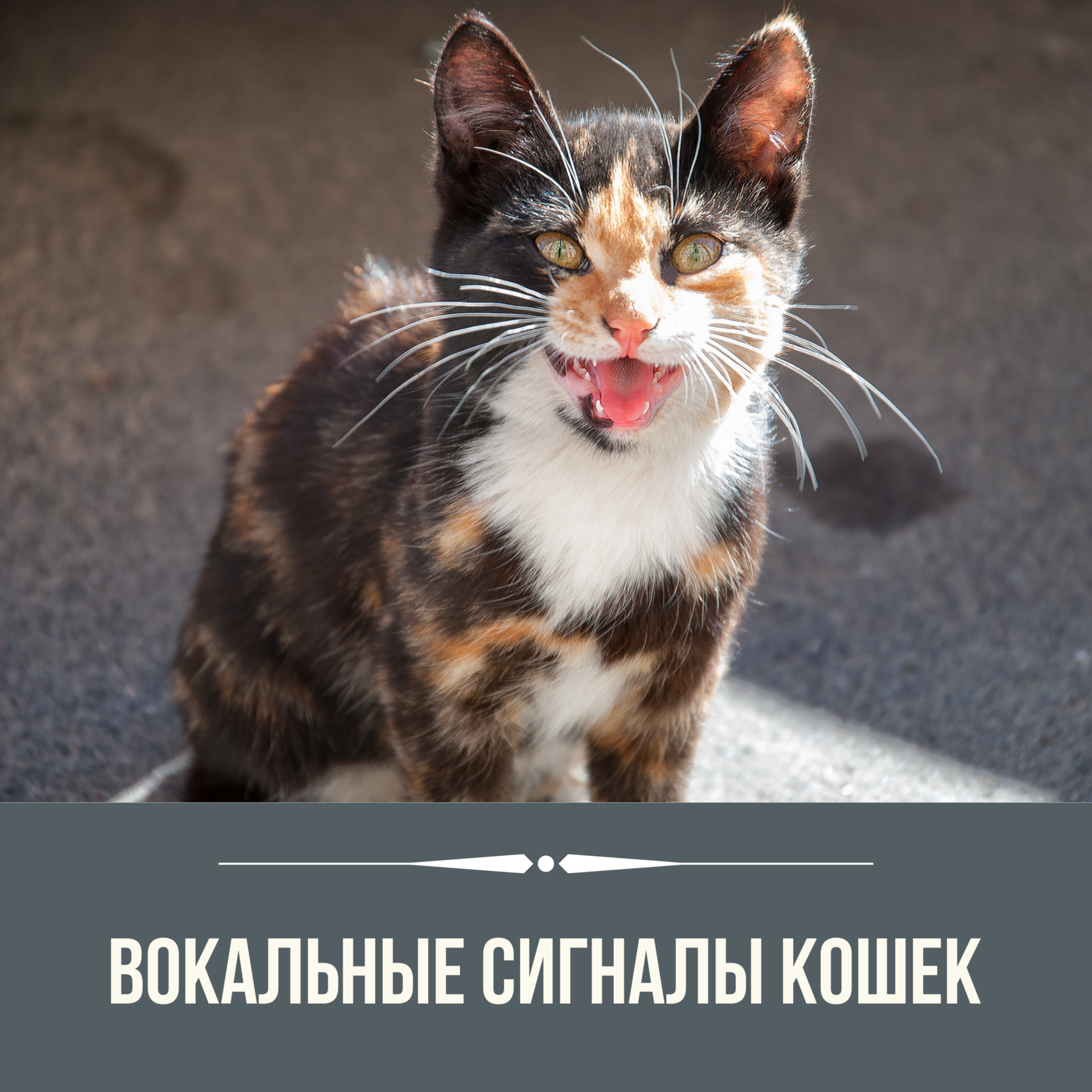 Раз кошку