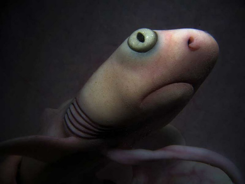 эмбрион акулы