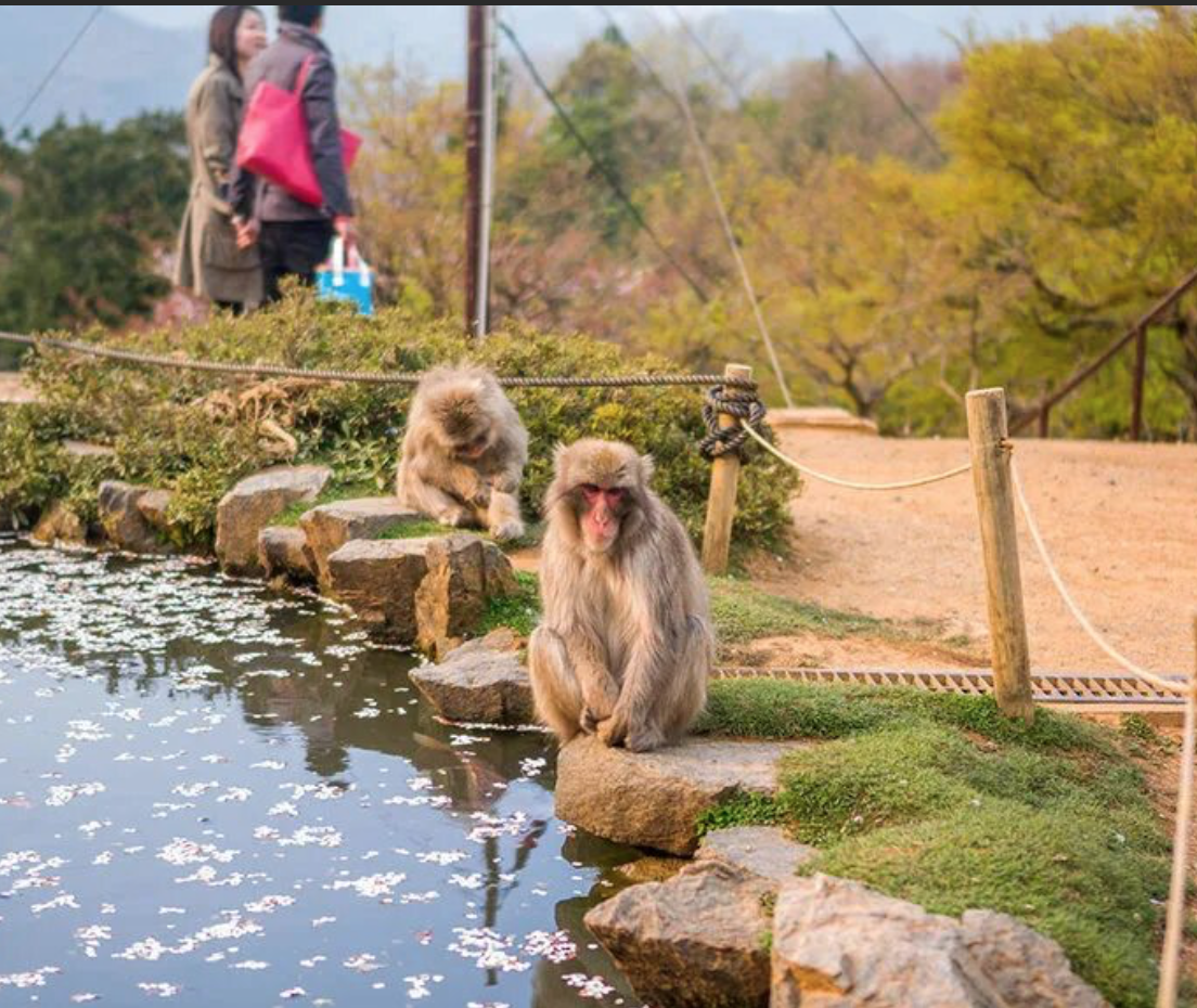 Monkey's park. Киото парк обезьян. Авадзи остров парк обезьян. Обезьяний парк Иватаяма. Парка обезьян «Иватаяма».