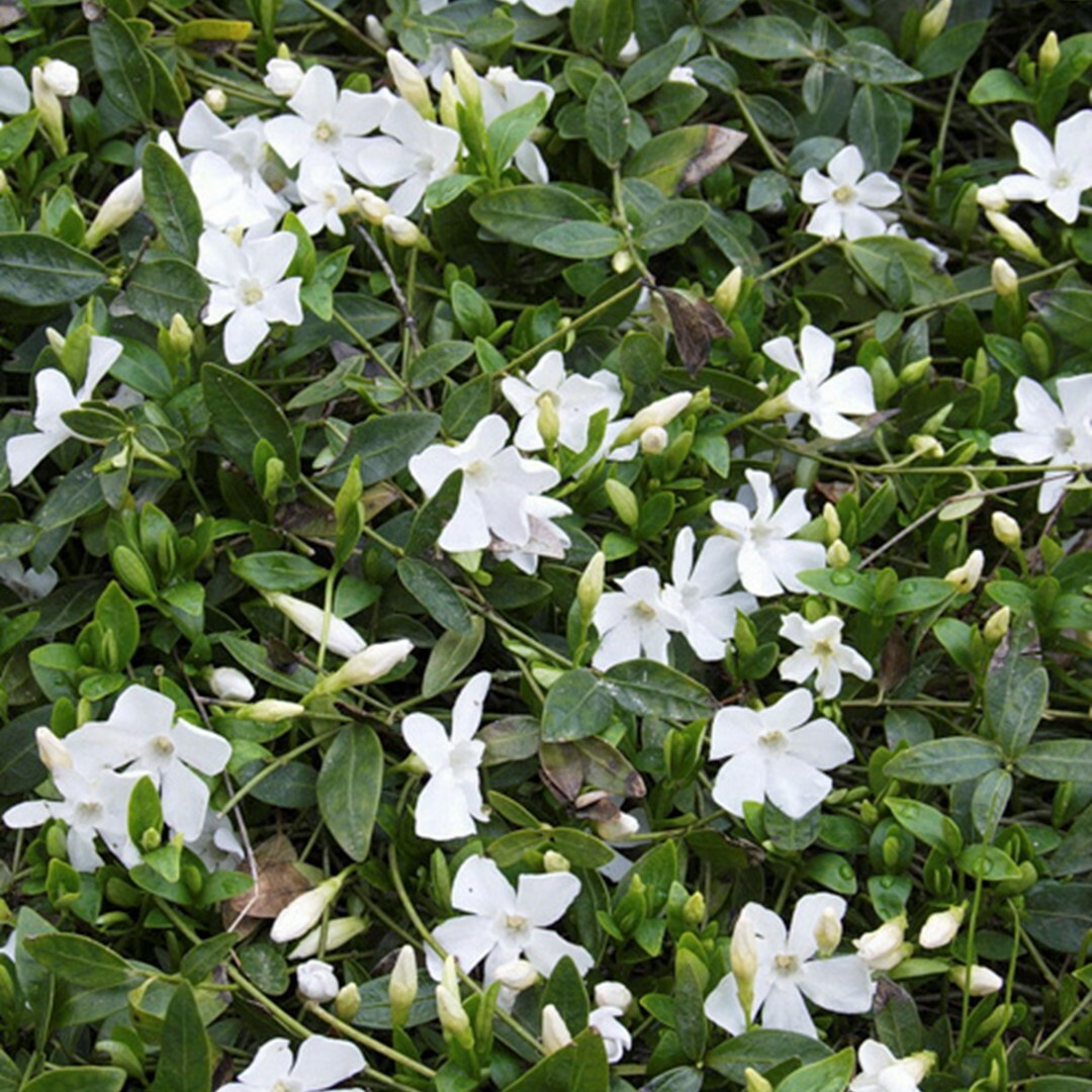 Барвинок малый Альба (Vinca minor Alba)