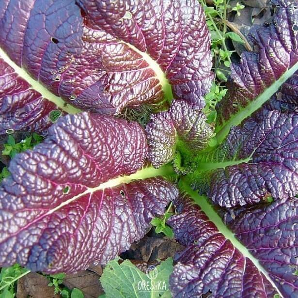 Seeds of field mustard (turnip mustard) (Brassica campestris L) — 50 pcs