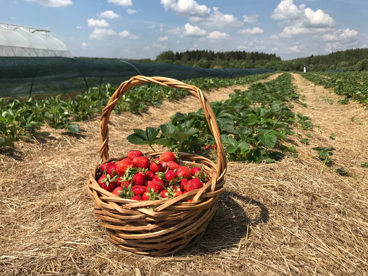 Berries farm. Ягодная ферма. Ферма ягод в раст. Чистая ягода ферма. Авто ферма ягод.