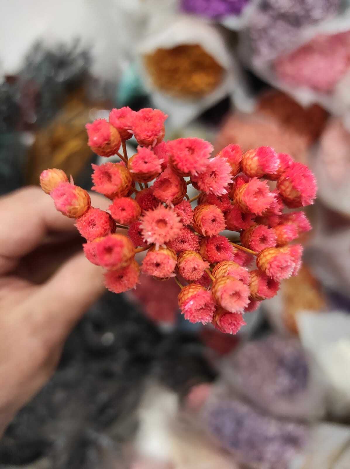 Мини сухоцветы розовые купить