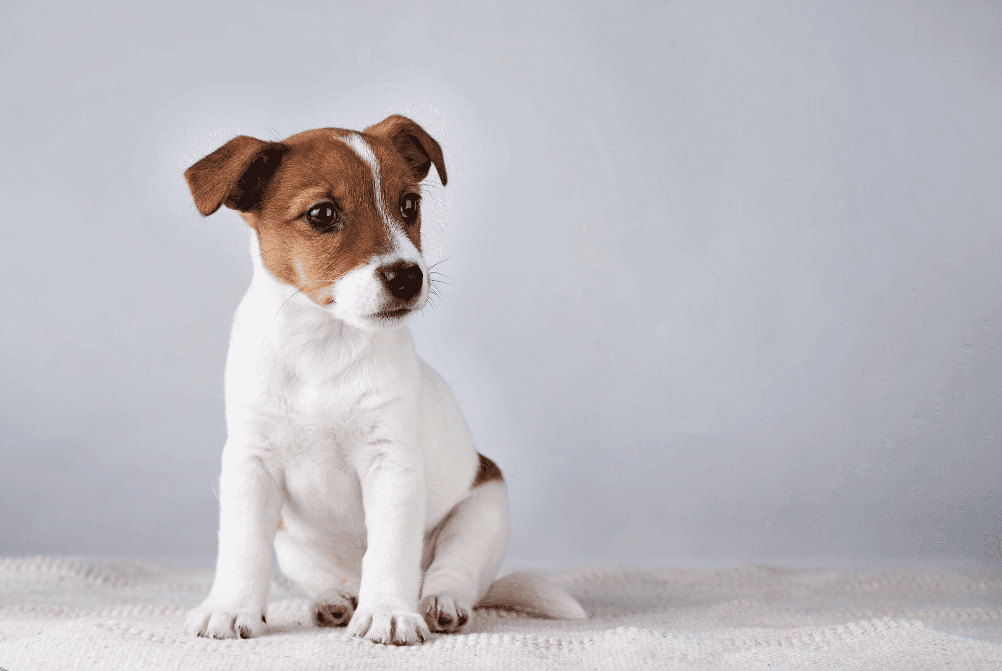 щенок Джек рассела