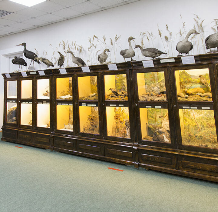 Чучела птиц и экспозиция "Календарь природы"