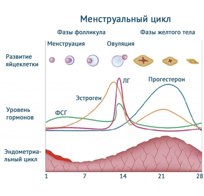 Почему сдвигается цикл. Почему сдвигается цикл