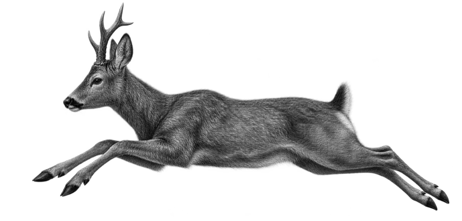Сибирская косуля — Capreolus pygargus