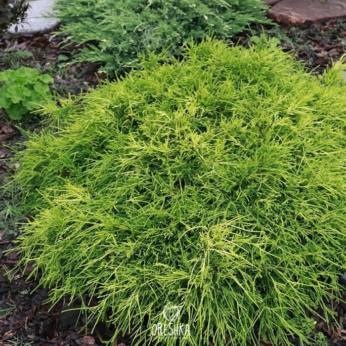 Seeds of Sawara cypress (Chamaecyparis pisifera) — 25 pcs