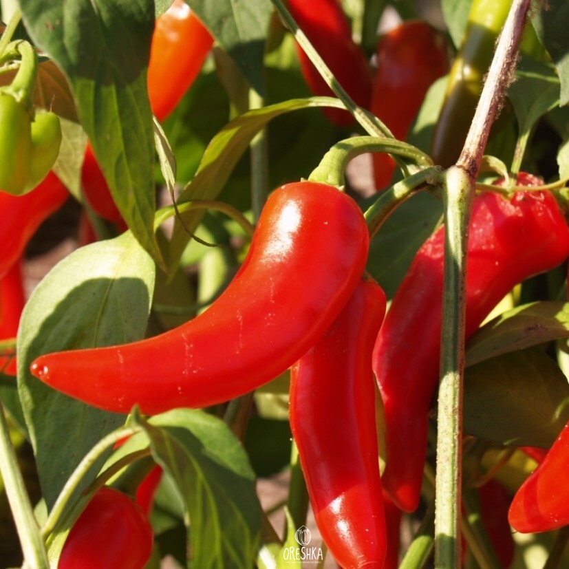 Seeds of Hot pepper Pepperonchino Italia (Capsicum) — 5 pcs