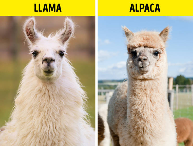 Альпака и лама различия фото и описание