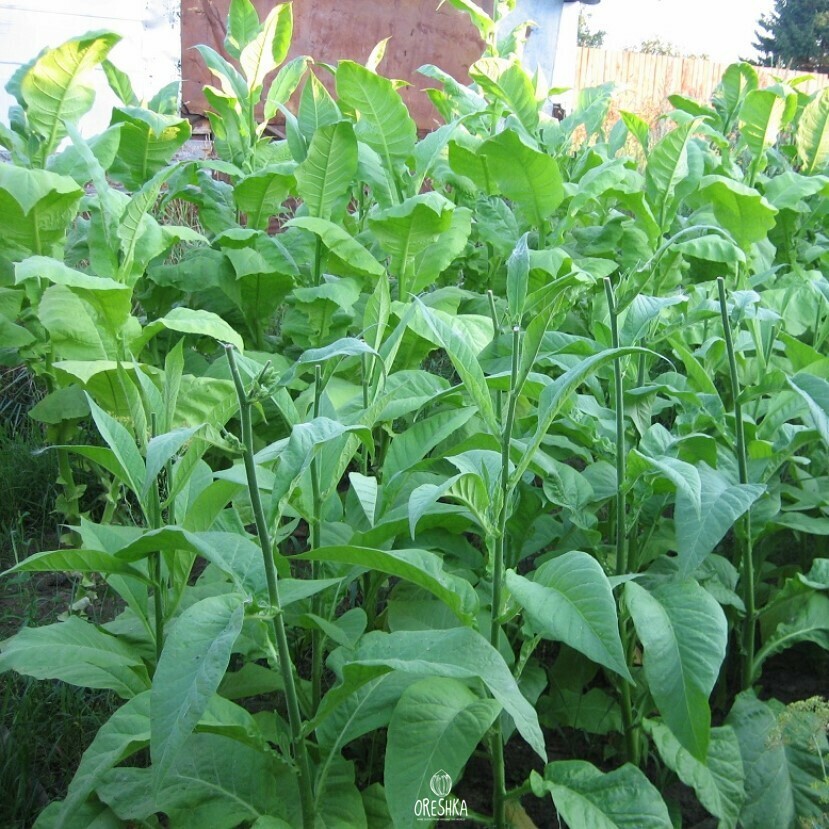 Seeds of Tobacco Black mammoth (Nicotiana tabacum) — 300 pcs