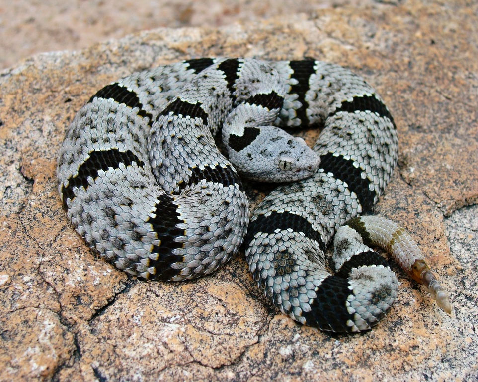 Гремучая змея где. Скальный гремучник (Crotalus Lepidus. Полосатый гремучник. Crotalus klauberi. Гремучая змея (Crotalus horridus).