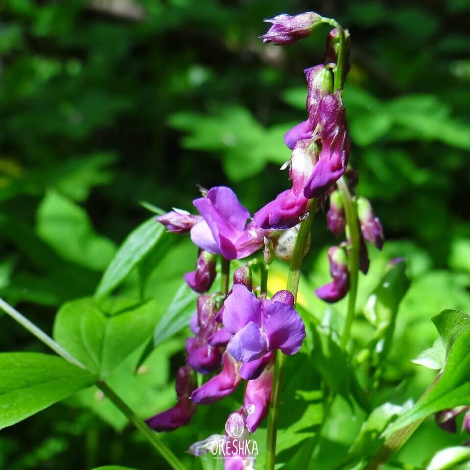 Сочевичник весенний (Lathyrus vernus