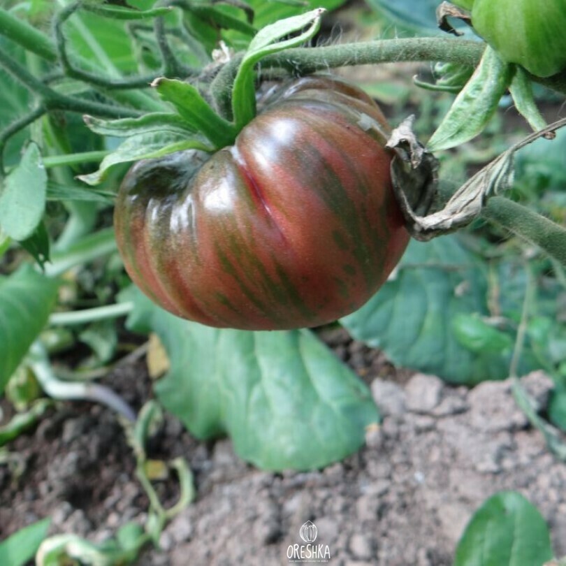 Seeds of Tomato Dark Queen (solanum lycopersicum) — 10 pcs