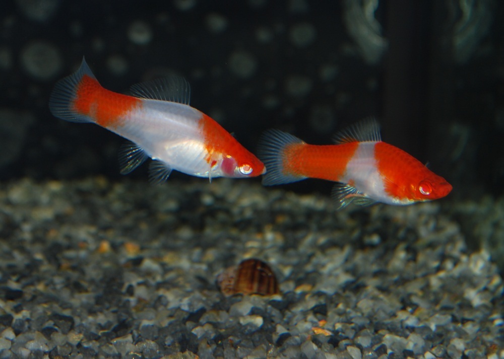 Разновидность меченосцев аквариумных рыбок фото и названия