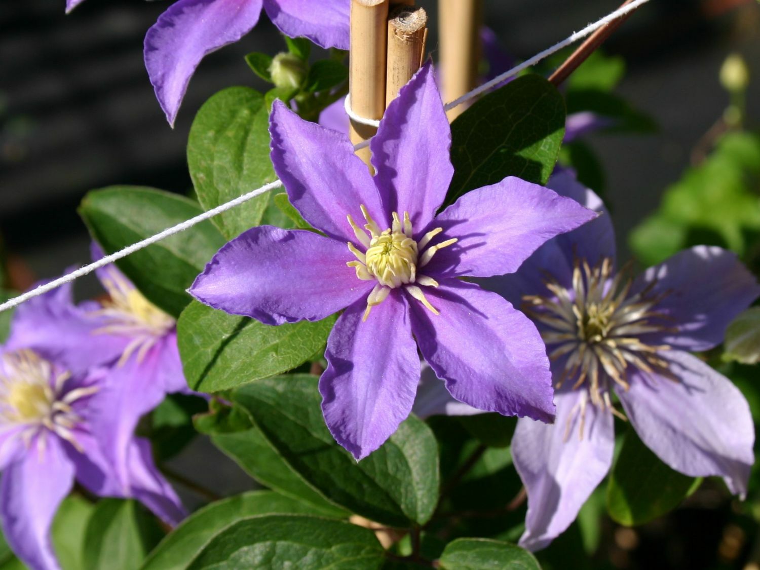 Первая группа клематисов фото Клематис Джуста (Clematis Justa)