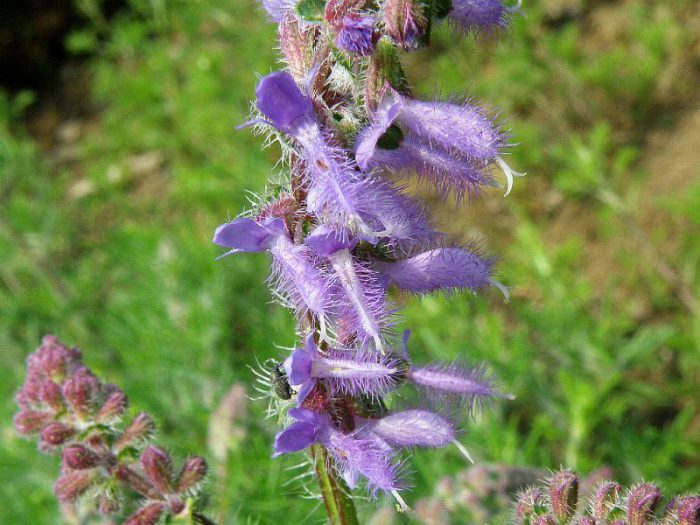 Сальвия Юрисича (Salvia jurisicii)
