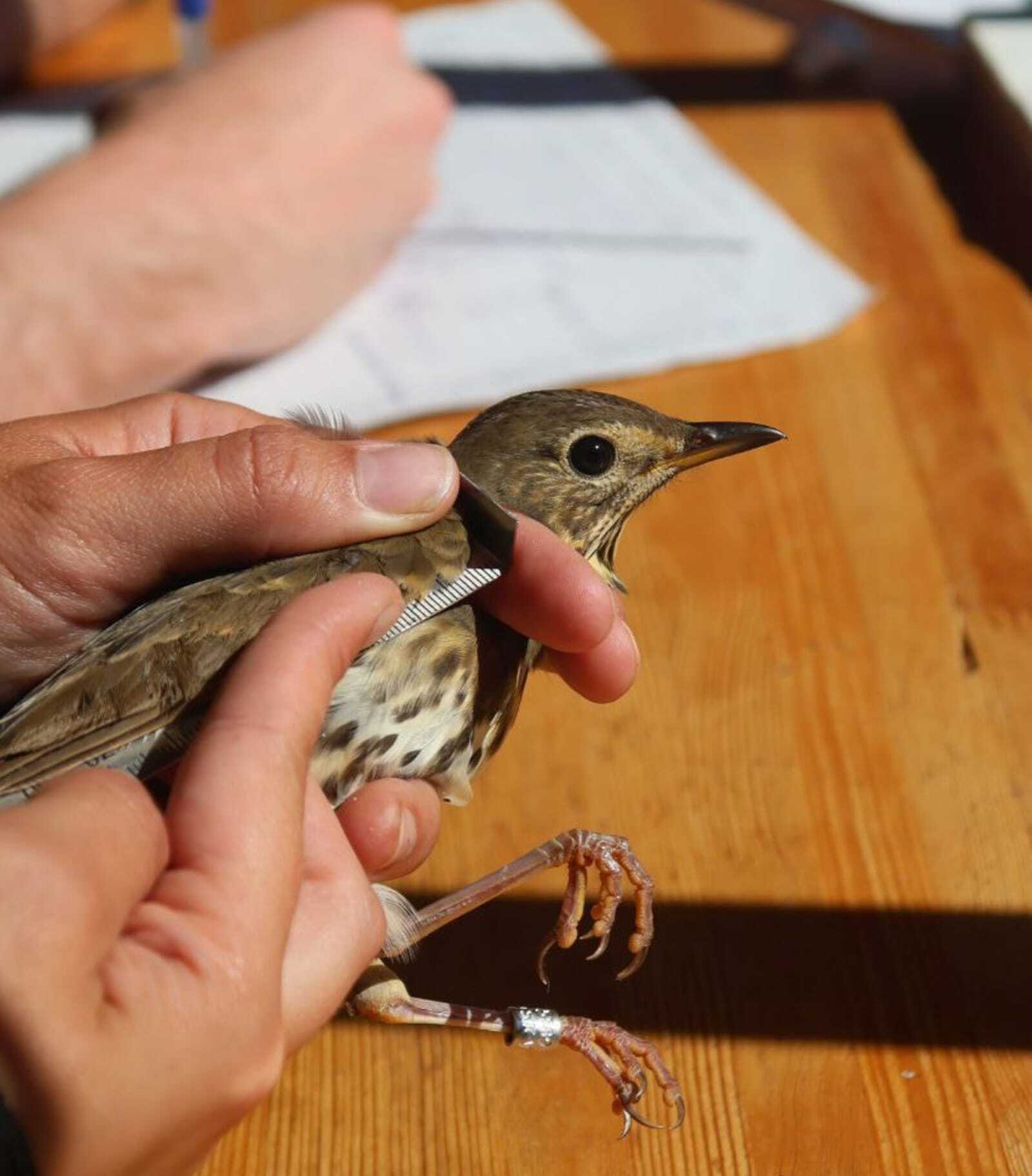 Станция кольцевания птиц «Байкальская»