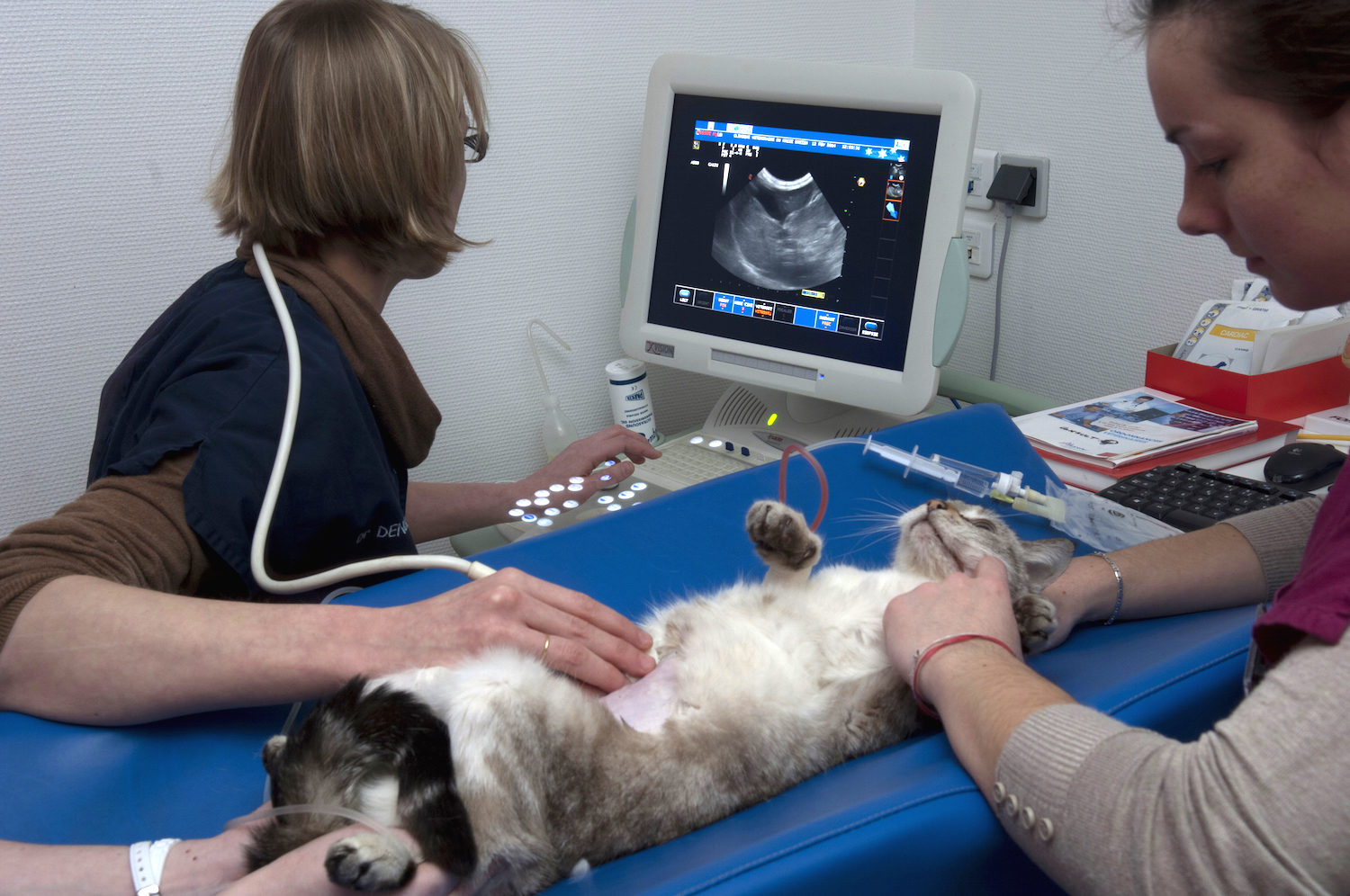 Обследование кошек. УЗИ беременности кошки. Ультразвуковое исследование животных. УЗИ брюшной полости животных.
