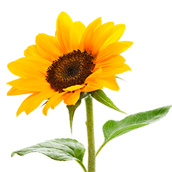 Нормы внесения Гумифулин и Органол для подсолнечника