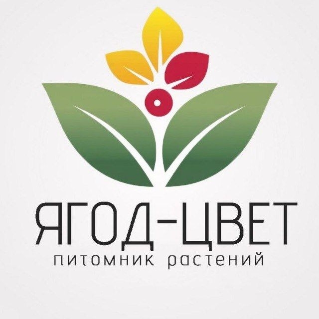 ЯГОД-ЦВЕТ 