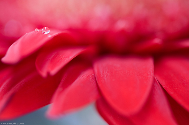 macro, macro flower, macro art, anna utkina, photography, macrophotograpy, floral art, макро, макрофотография, анна уткина