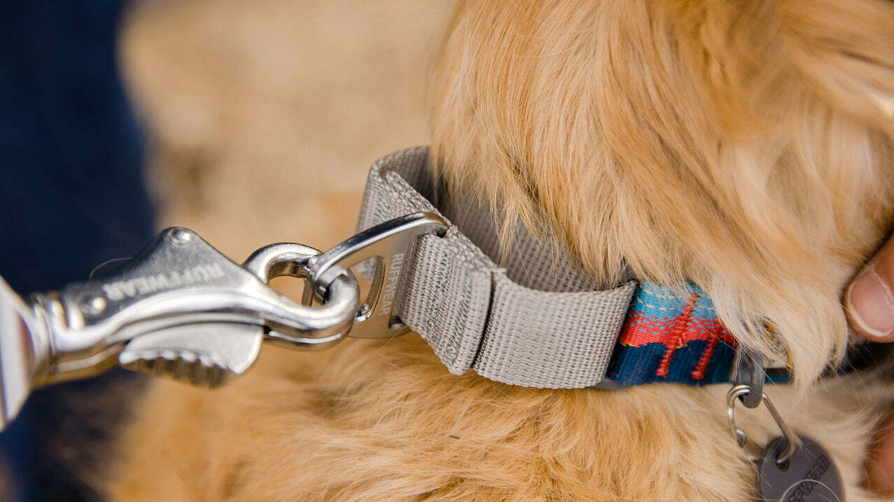 Web Reaction™ Martingale Dog Collar With Buckle