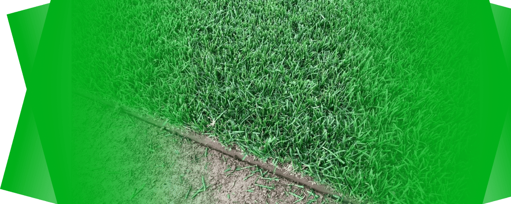 срез газона / lawn cutting