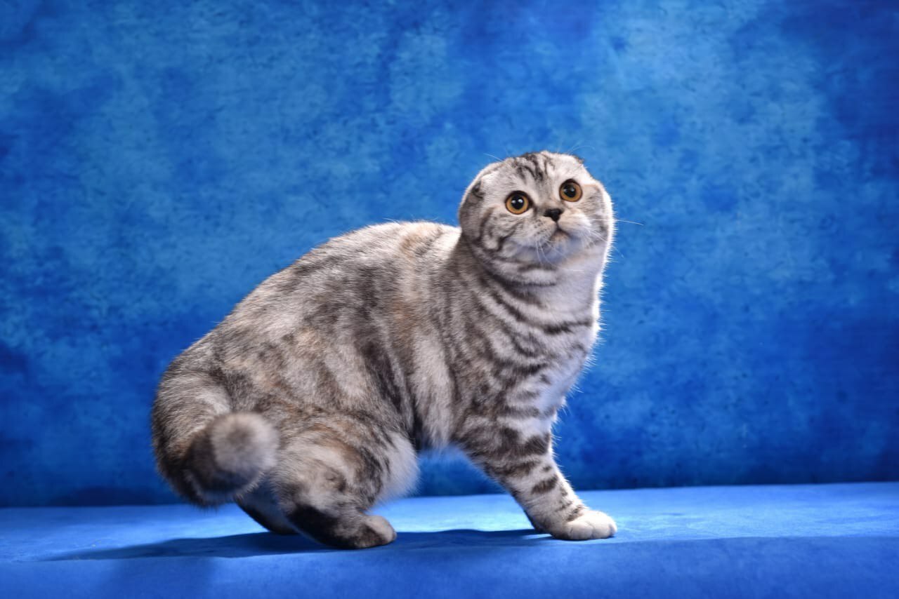 Породистая кошка, скоттиш фолд, питомник шотландских котят