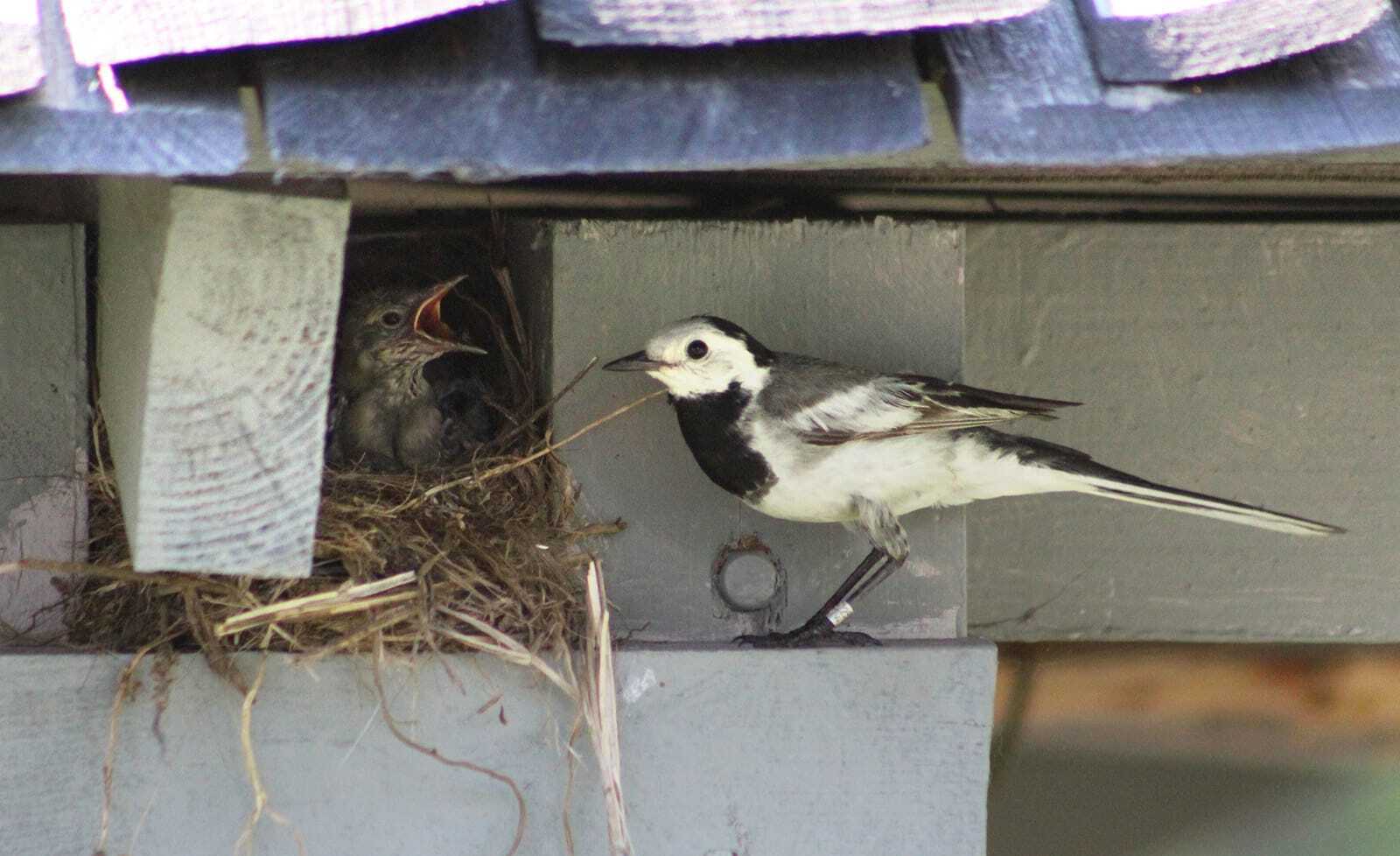 Птицы Байкальского заповедника