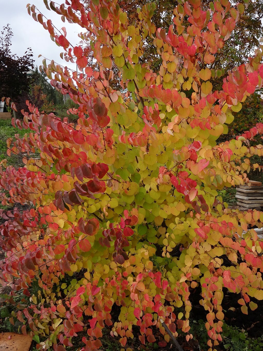 Багрянник японский Cercidiphyllum japonicum