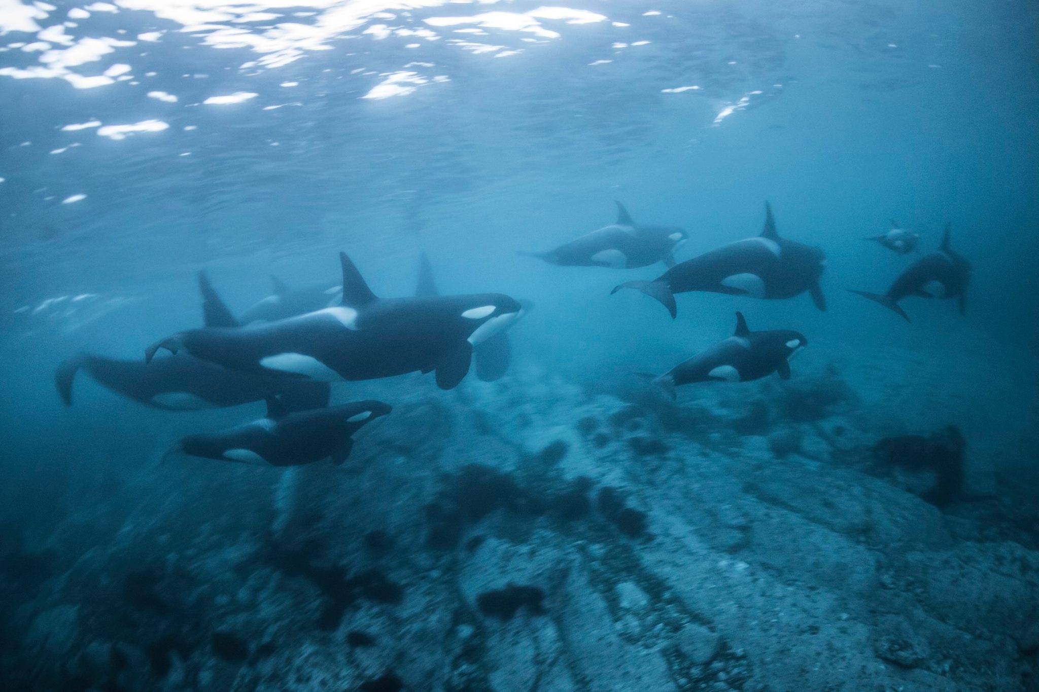 Norway: Freediving with Orcas