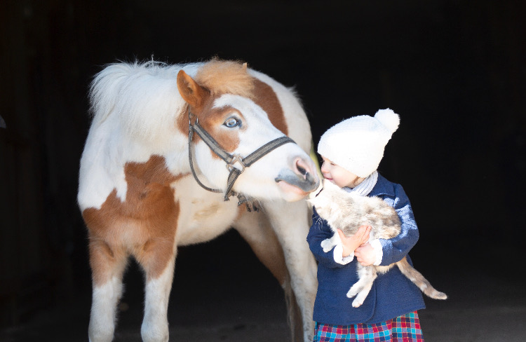 Конный клуб в СПб