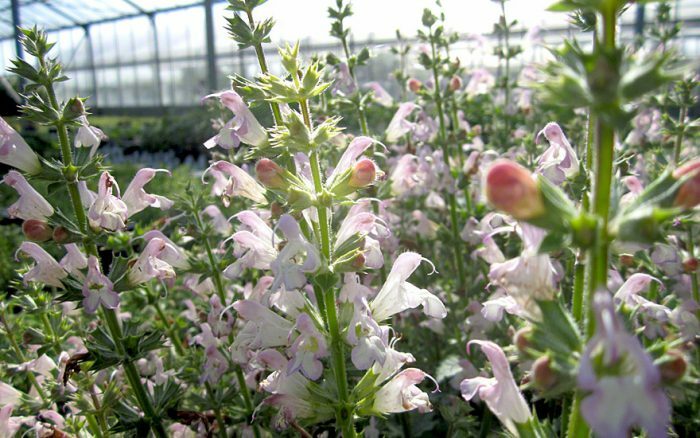 Сальвия одуванчиколистная (Salvia taraxacifolia)