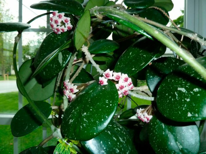 Комнатное растение хойя – уход, описание, виды и сорта с фото, размножение, болезни