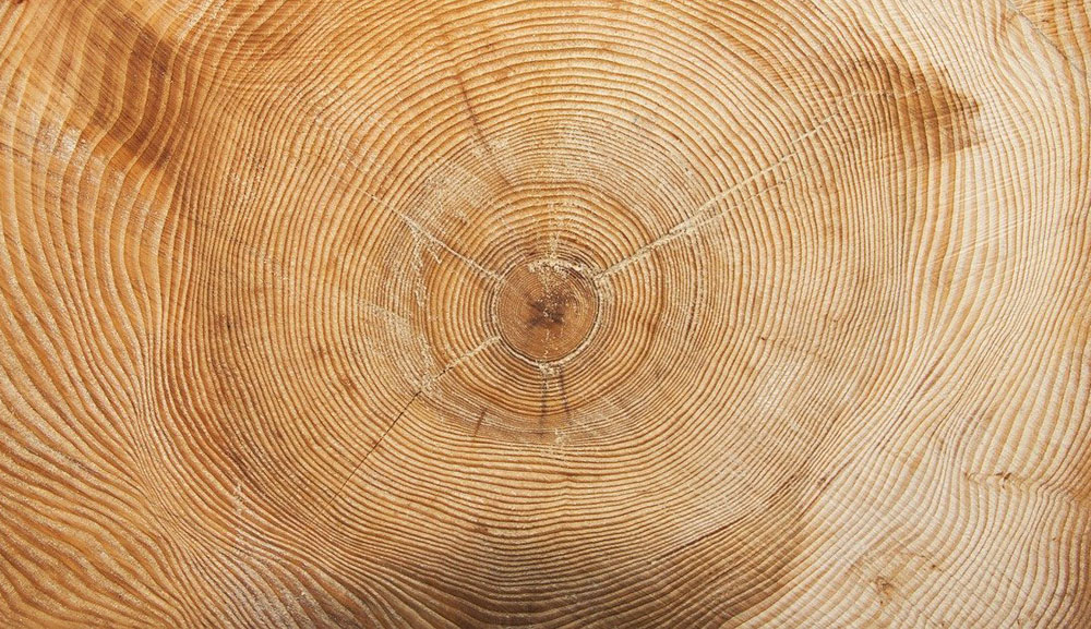 спил сосны дендрохронология. спил дерева годичные кольца. лиственница в дендрохронологии. пихта сибирская спил. спил сосны дендрохронология.